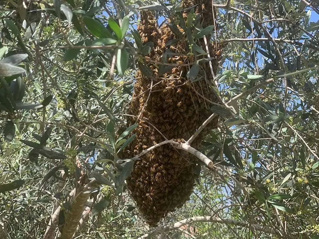 נחיל דבורים